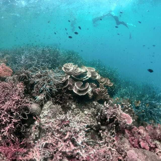 Siquijor: Freediving Adventure with Lunch and Beach Time - FAQ