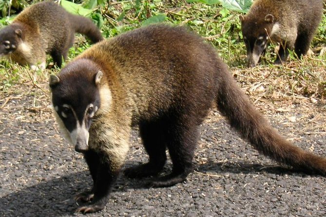 Sirena,Corcovado - 2 Nights From Puerto Jimenez - Travel Requirements and Restrictions