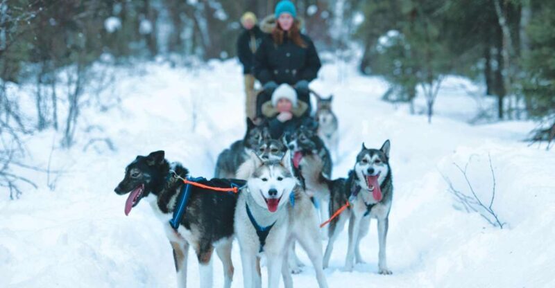 Sirkka: Husky Sled Ride in Levi - An In-Depth Look at the Husky Sled Ride