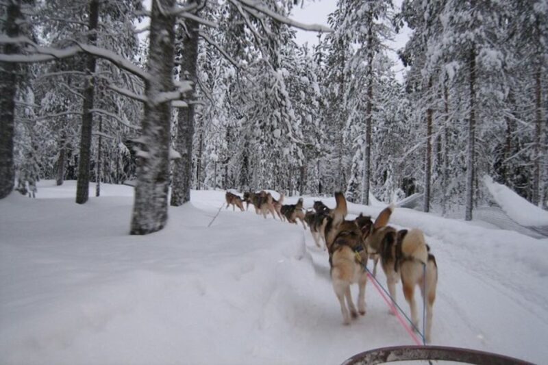 Sirkka: Husky Sled Ride in Levi - Authenticity and Learning