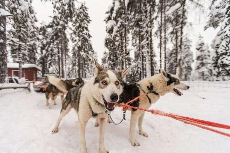 Sirkka: Husky Sled Ride in Levi - FAQs