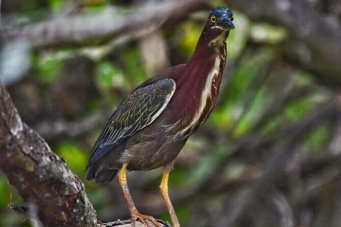 Sisal kayak through Mangroves & Bird watching from Merida - The Sum Up