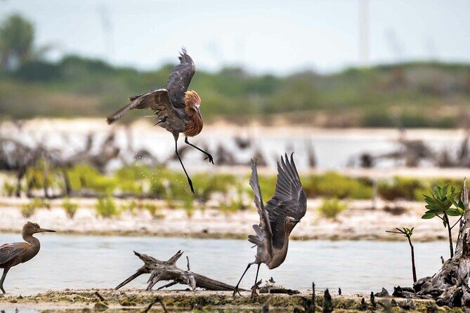 Sisal Mangroves & Beach Expedition from Merida - Authentic Experiences and Traveler Insights