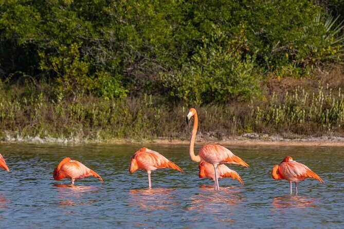Sisal Mangroves & Beach Expedition from Merida - Who This Tour Is Best For