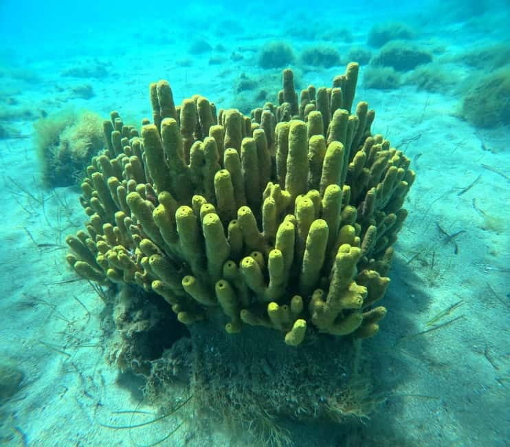 Sithonia: Half-Day Scuba Diving 2 Guided Shore Dives - Final Thoughts: Who Is This Tour For?
