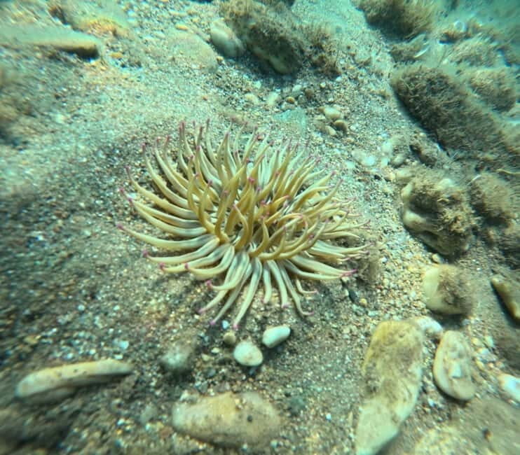 Sithonia: Half-Day Scuba Diving 2 Guided Shore Dives - Frequently Asked Questions