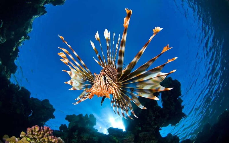 Sithonia: Scuba Diving Experience for Beginners - Final Thoughts: Is It Worth It?