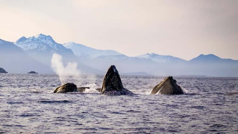 Sitka: Islands of Wonder Wildlife Adventure - Key Points