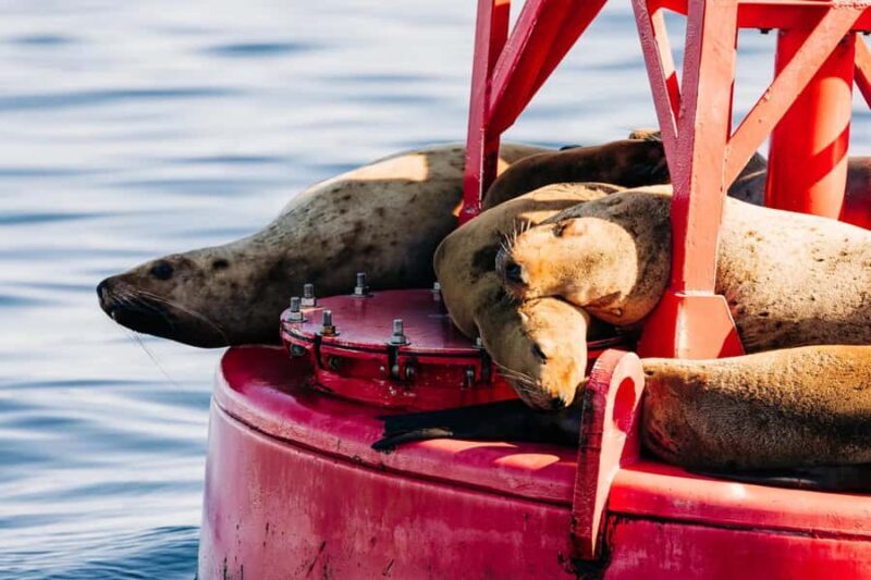 Sitka: Islands of Wonder Wildlife Adventure - Who Would Love This Tour?