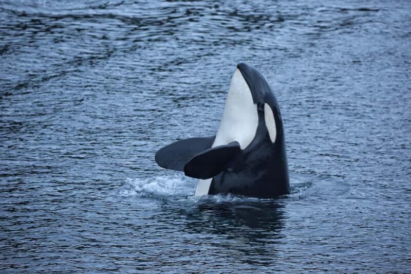 Sitka: Premiere Whale Watching and Wildlife Tour - Key Points