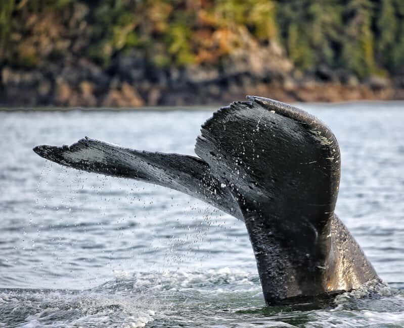 Sitka: Premiere Whale Watching and Wildlife Tour - An In-Depth Look at the Sitka Wildlife Tour