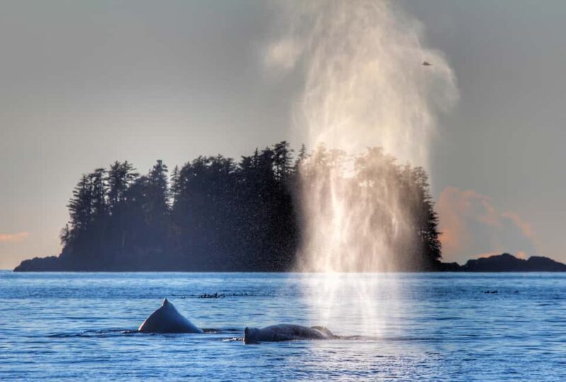 Sitka: Premiere Whale Watching and Wildlife Tour - FAQs