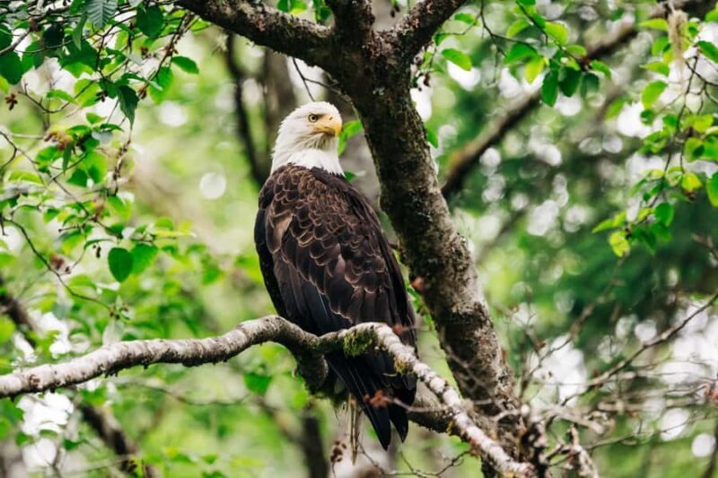 Sitka: Private Full Day Wildlife Boat Tour with Beach Lunch - An Authentic Look at Sitka’s Coastal Wilderness