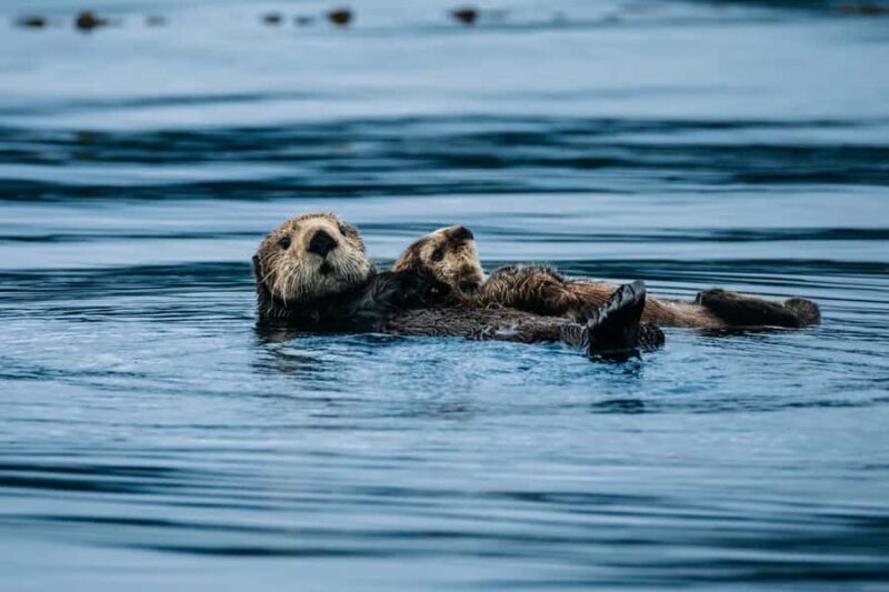 Sitka: Private Full Day Wildlife Boat Tour with Beach Lunch - Final Thoughts