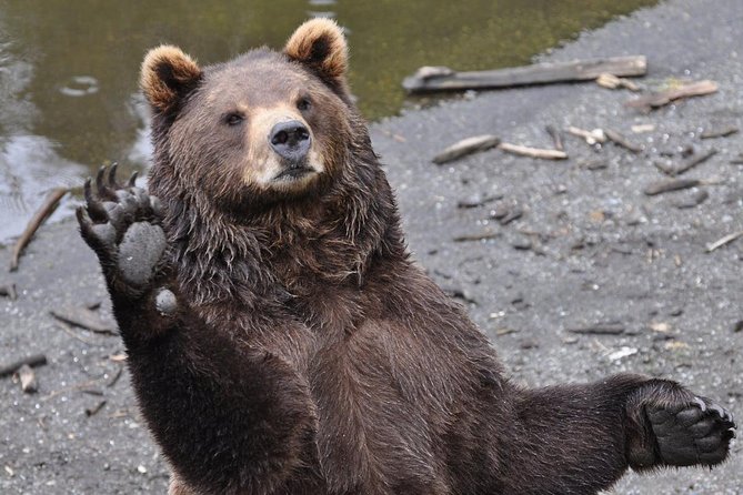 Sitka Scenic Tour - Customer Feedback