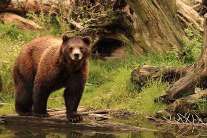 Sitka Shore Excursion: Bears, Raptor Center, & Totem Park Tour (Small Group) - Itinerary Highlights