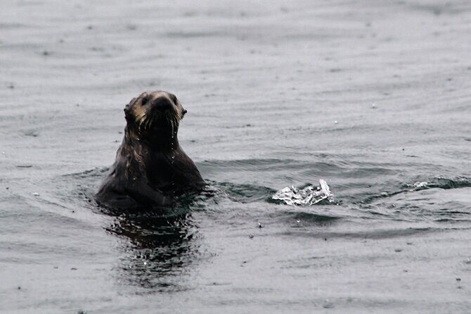 Sitka Sound Marine Wildlife Tour - An Overview of the Experience