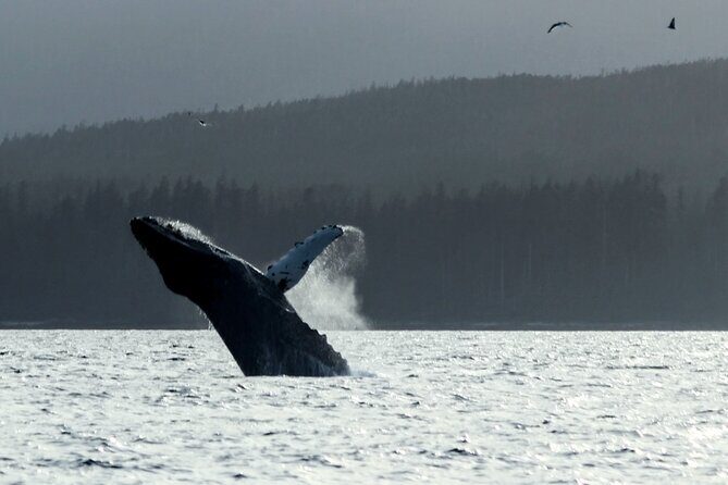 Sitka Sound Marine Wildlife Tour - The Itinerary in Detail
