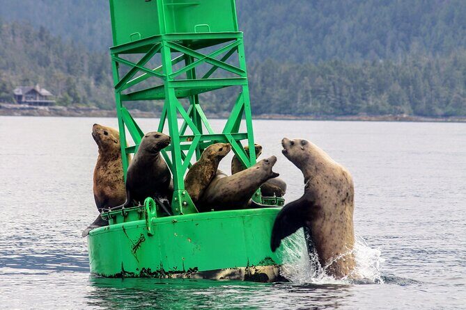Sitka Sound Marine Wildlife Tour - Authentic Encounters in a Comfortable Setting