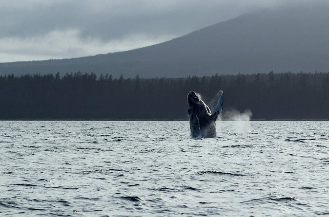 Sitka Sound Marine Wildlife Tour - Who Is This Tour Best For?