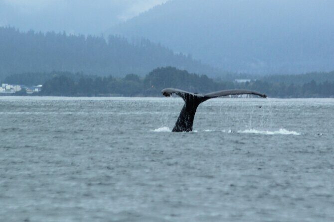 Sitka Sound Marine Wildlife Tour - Final Thoughts