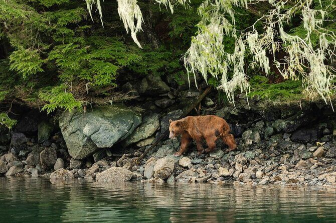 Sitka Whale Watch and Sea Otter Quest - An In-Depth Look at the Experience