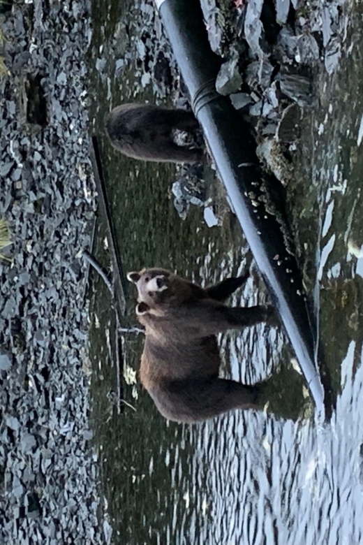 Sitka: Whale Watching, Kyaking, Hot Springs, Nature Tours - Itinerary