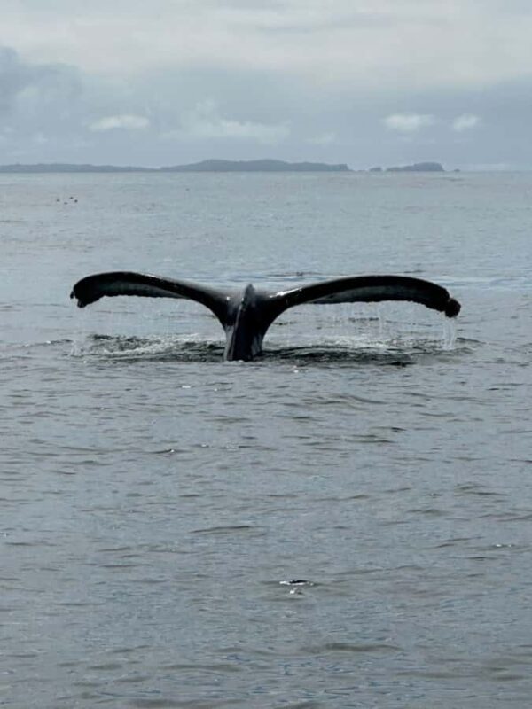 Sitka: Wildlife Boat Tour with Guide - Sitka: Wildlife Boat Tour with Guide — A Detailed Look