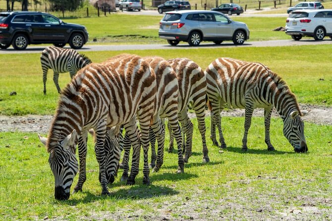 Six Flags Wild Safari Drive-Thru Adventure - About Your Stay