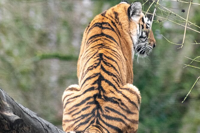 Six Flags Wild Safari Drive-Thru Adventure - Exploring the Animal Habitats