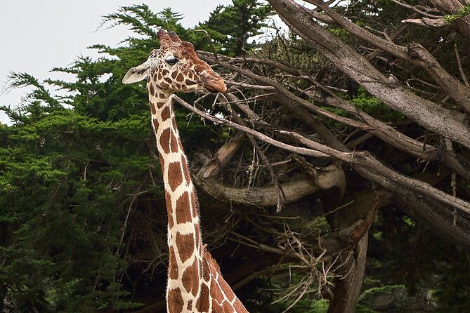 Six Flags Wild Safari Drive-Thru Adventure - Highlights of the Tour