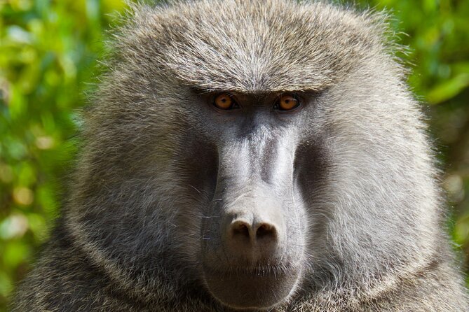 Six Flags Wild Safari Drive-Thru Adventure - Booking and Logistics