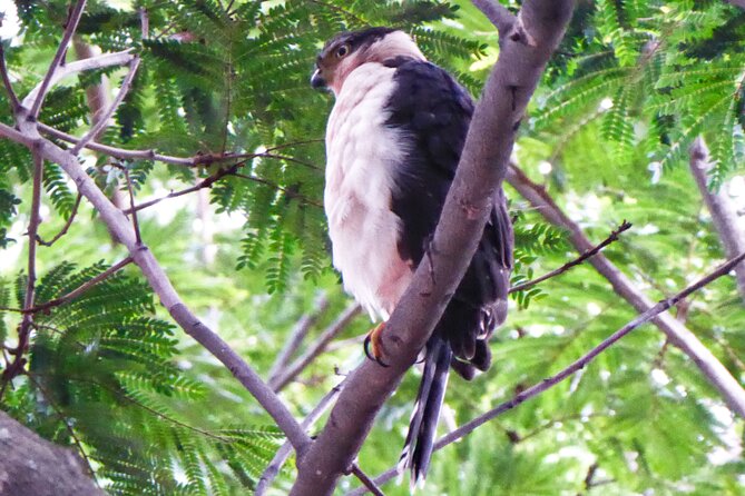 SJOS City Nature Full Combo With Sloths, University and Zipline - Meeting and Pickup Details