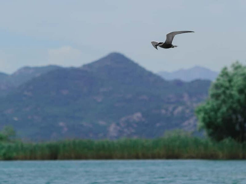 Skadar Lake: 4-Hour Guided tours on Kayak - Key Points