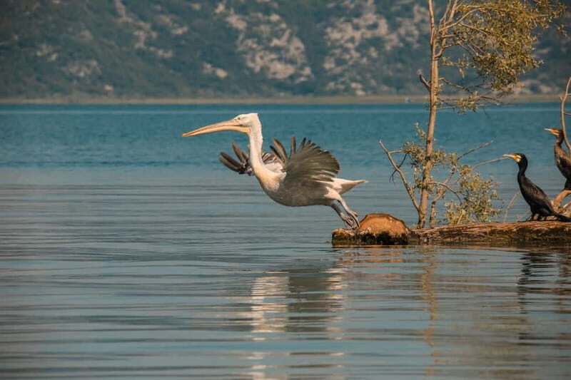 SKADAR LAKE: A national park with amazing flora and fauna! - Key Points