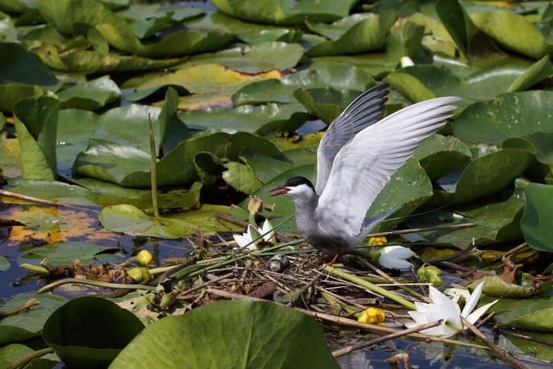 Skadar lake cruise with lunch - Final Thoughts