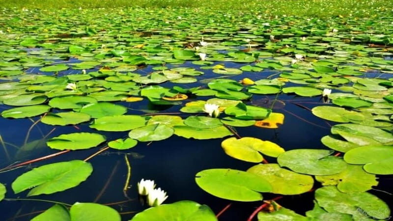 Skadar Lake: Discover the Extraordinary with Our Boat Tours - Key Points