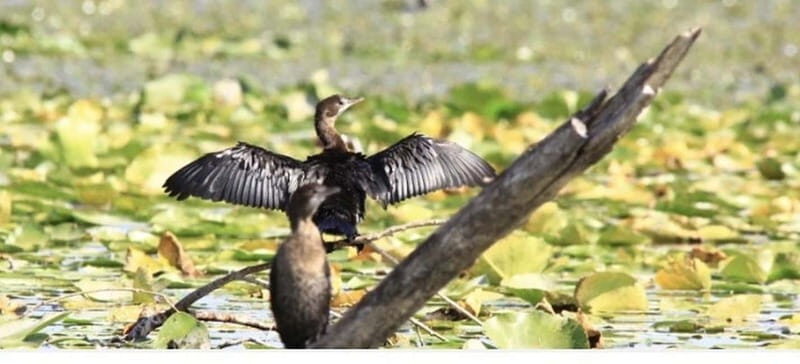 Skadar Lake: Induvidual boat tour with guide - Authentic Experiences and Traveler Insights