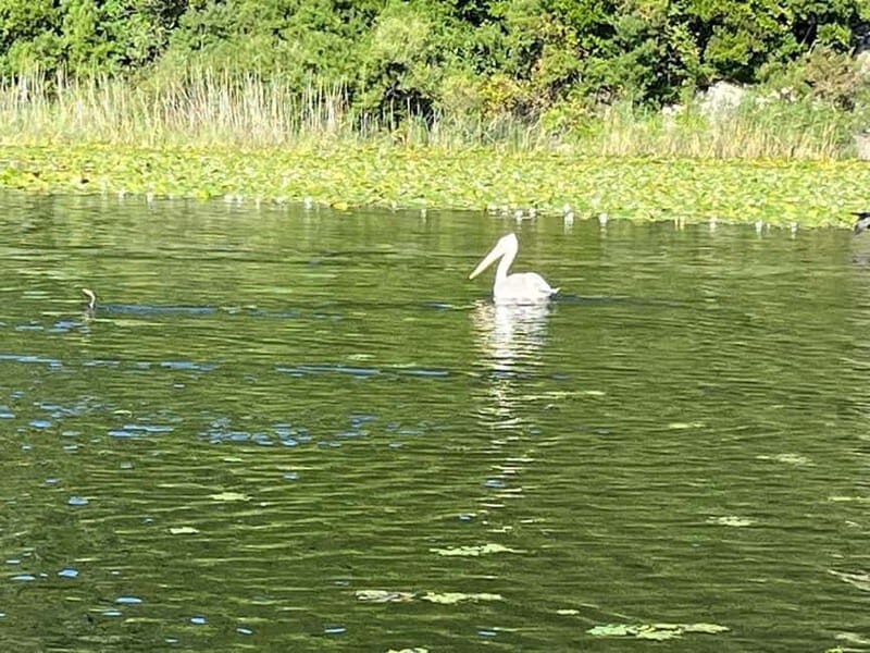 Skadar Lake kayak rent: A Journey Through Tranquility - FAQ