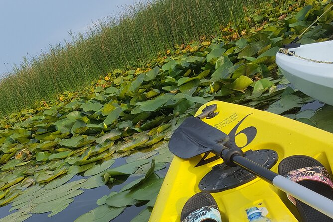 Skadar Lake Official - Kayak Tour - Pricing and Booking Details