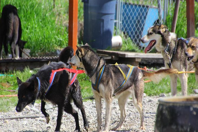 Skagway Shore Excursion: Yukon Dog Sledding and Sightseeing Tour - Interaction With Puppies