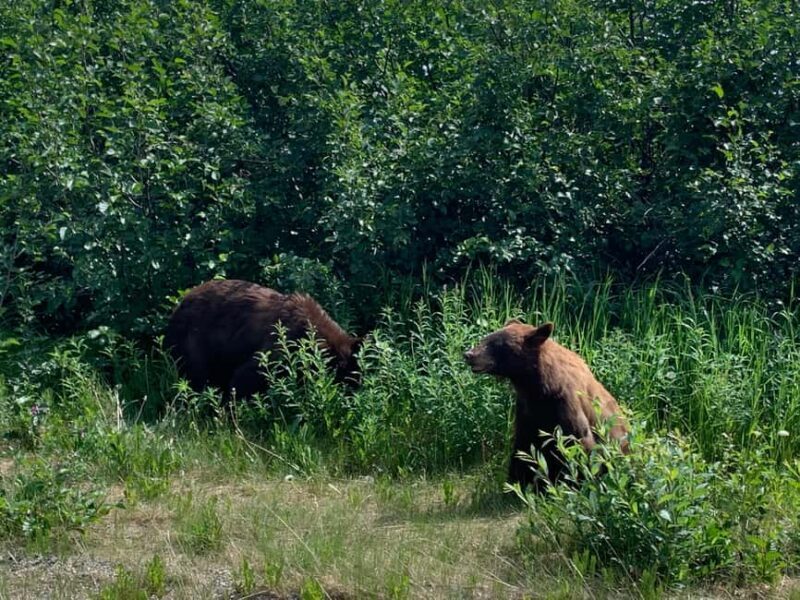 Skagway: Yukon Discovery Tour - Who Should Consider This Tour?