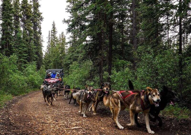 Skagway: Yukon Dog Mushing & Sightseeing Tour - Key Points