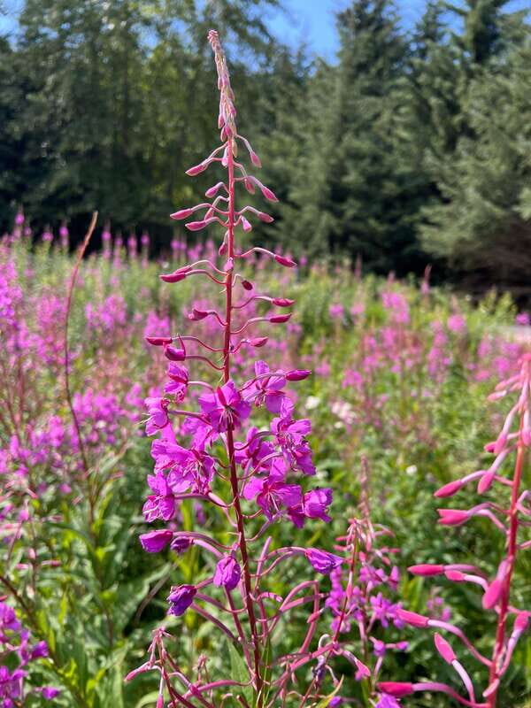 Skagway: Yukon Suspension Bridge & Summit Tour - FAQ