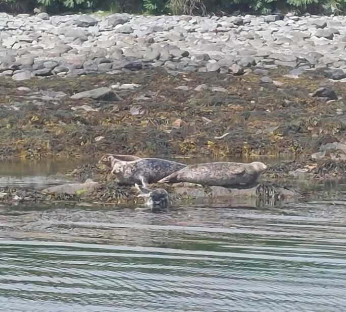 Skellig Michael: The Ultimate Skellig Coast Tour - Booking and Cancellation Policy