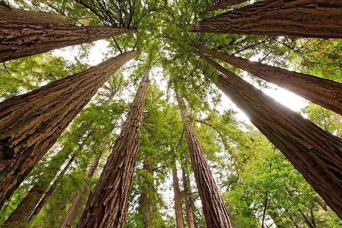 Skip The Bus: Muir Woods & Sausalito by Minivan - Discovering Sausalito