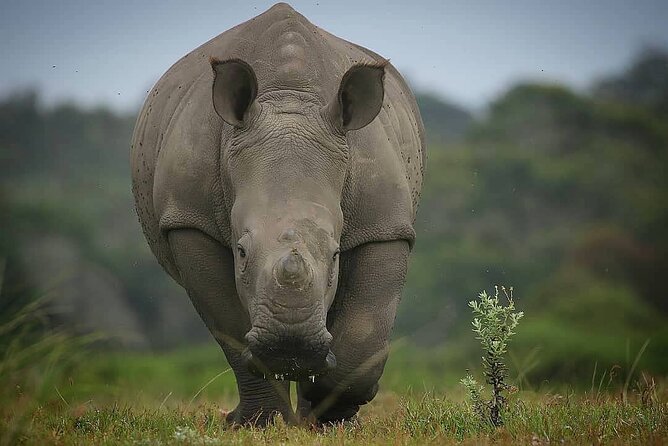 Skip the Line: 2-Hour Guided Game Drive at Kragga Kamma Game Park Ticket - Accessibility Information