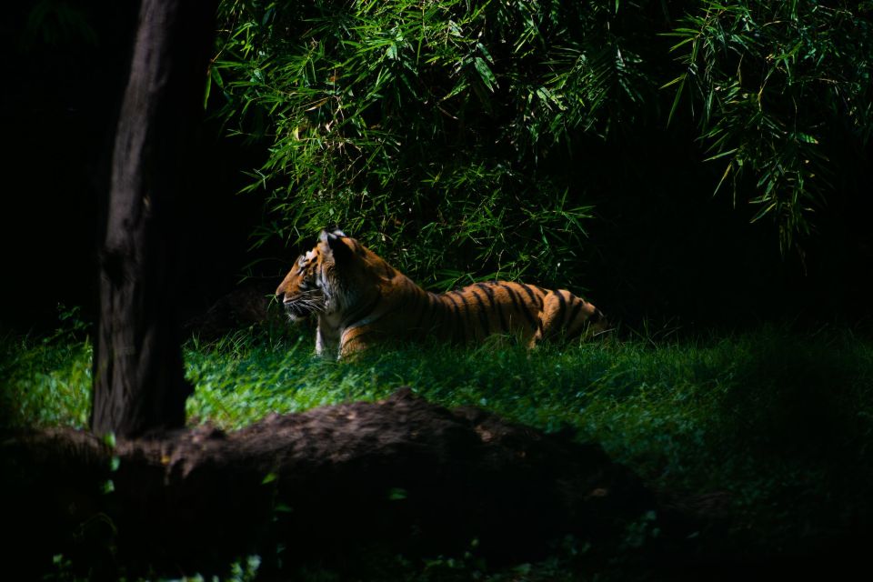 Skip The Line Access: Panna National Park Jungle Safari - Unique Safari Experiences