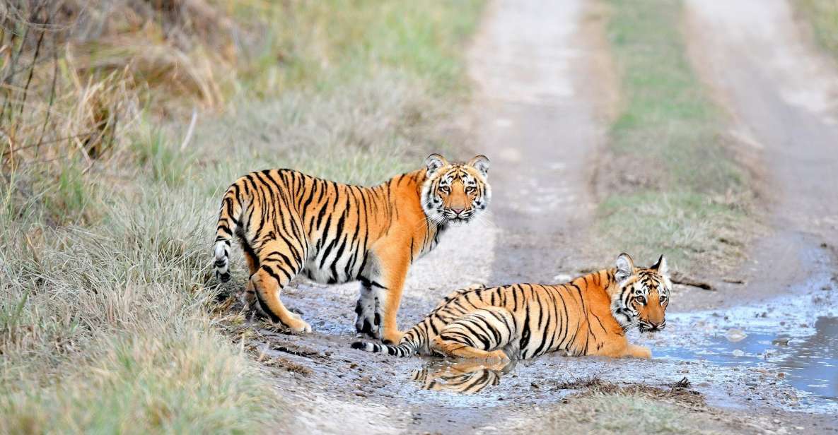 Skip The Line Access: Panna National Park Jungle Safari - Booking Your Safari