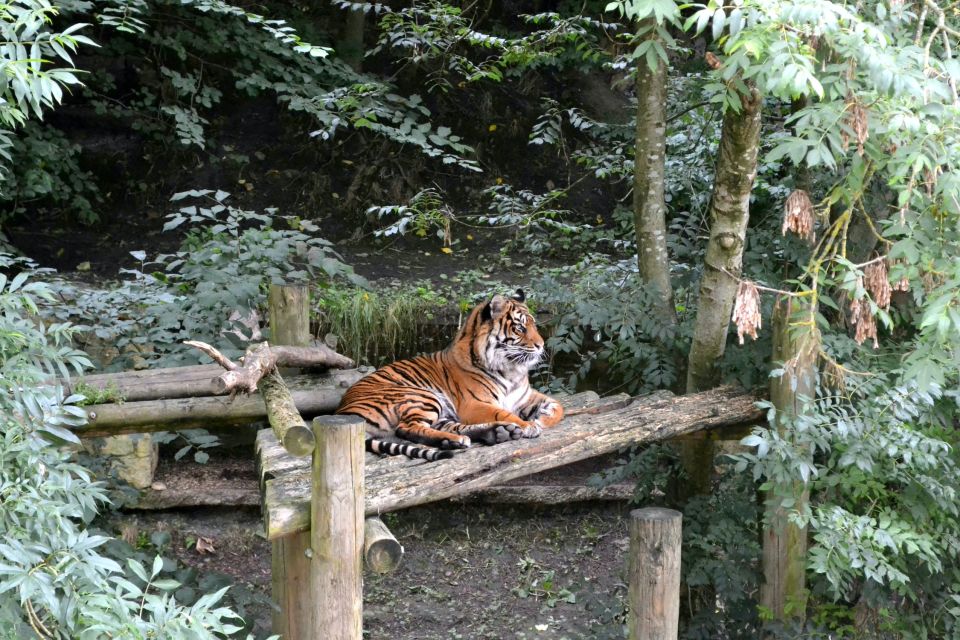 Skip The Line Access: Panna National Park Jungle Safari - Essential Permits and Fees